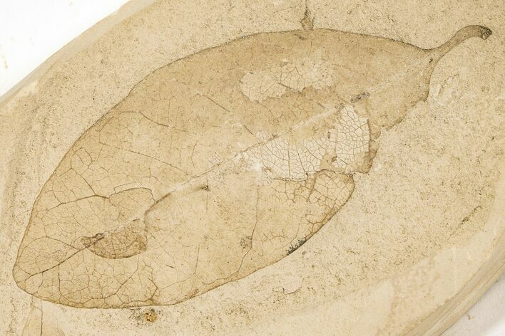 Eocene Fossil Leaf (Sophora) - Tennessee #189575